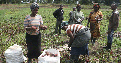 A village in Nyeri, thriving on beetroot farming