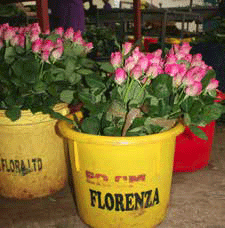 Florenza, young but equal in growing Roses