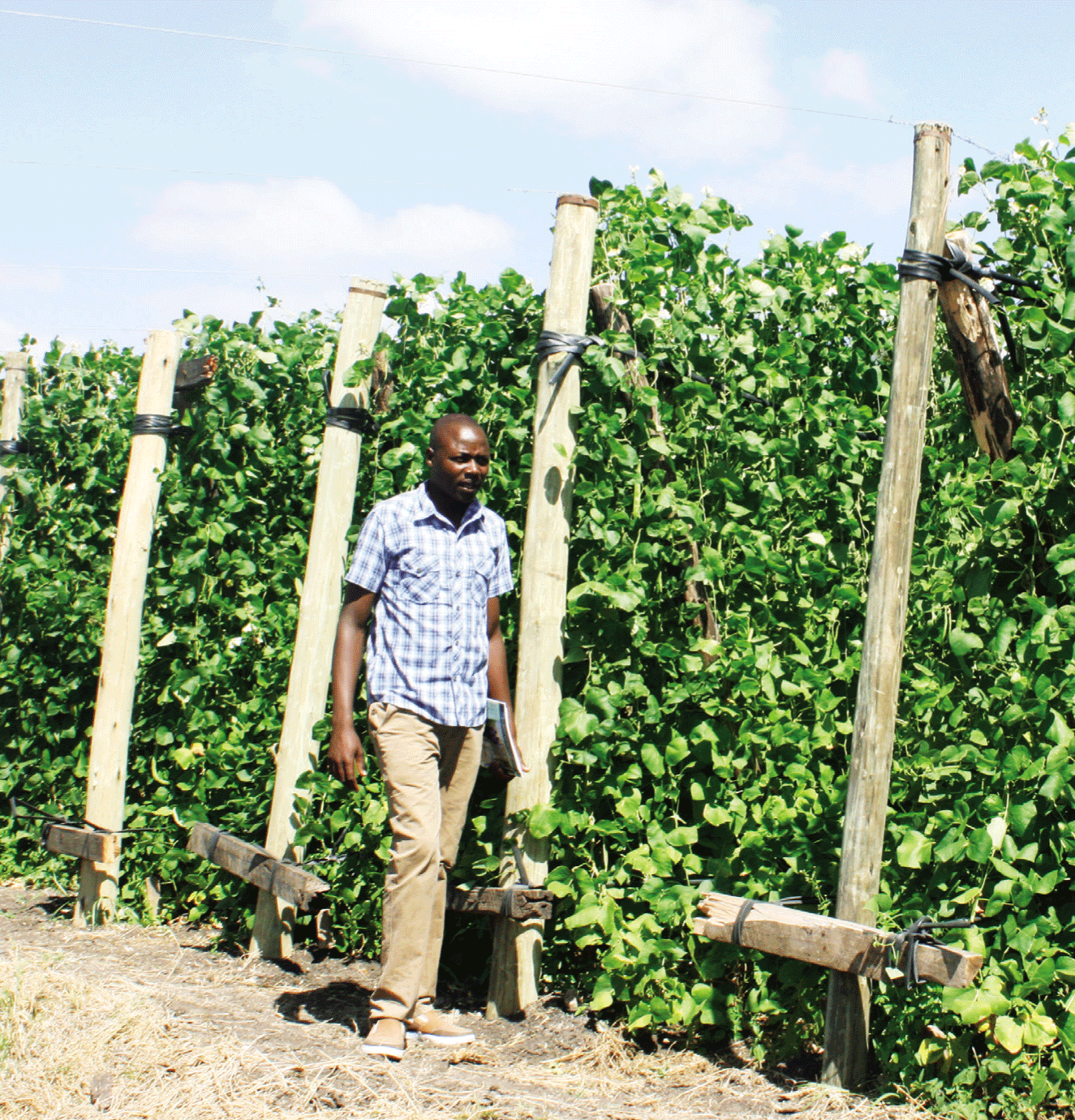 Mboga Tuu outstandingly growing Runner beans