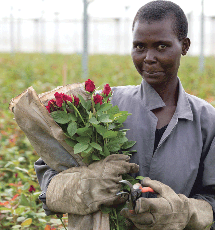 Developments of the Kenyan horticulture industry in technology