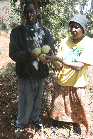 Demystifying  Pears, visiting one of the fruit farmer in Limuru