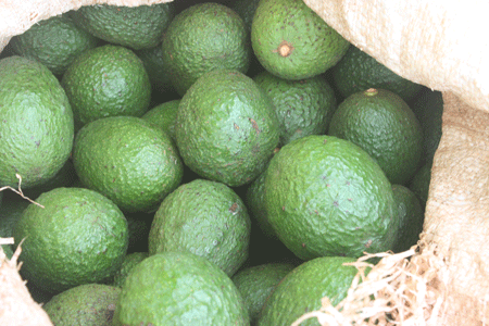 Farmers embrace the Hass Avocado variety that has higher returns