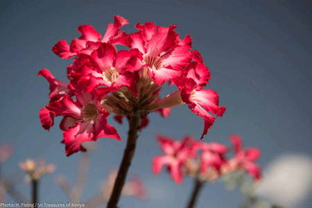 How farmers are developing Indigenous flowers