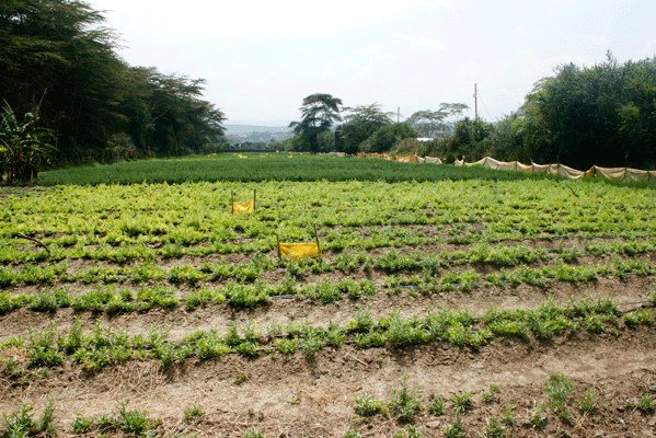 Herbs demand lead Norflora to shift from vegetables