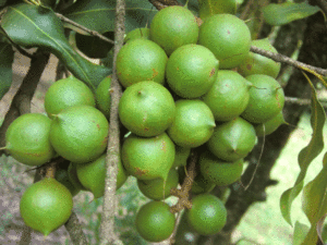 Macadamia-nuts-from-Wambui's-farm-in-Muranga