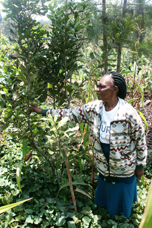 Macadamia crop takes Murang’a by storm