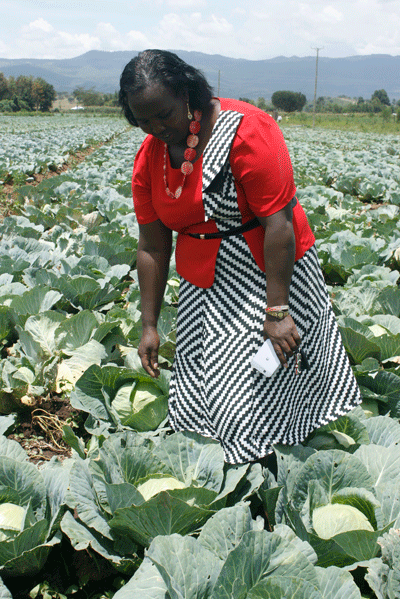 Cabbage cultivation steer  Mrs. Njenga to prosperity