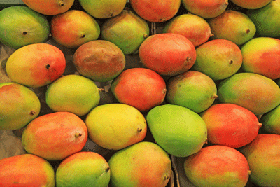 A way out for mango farmers