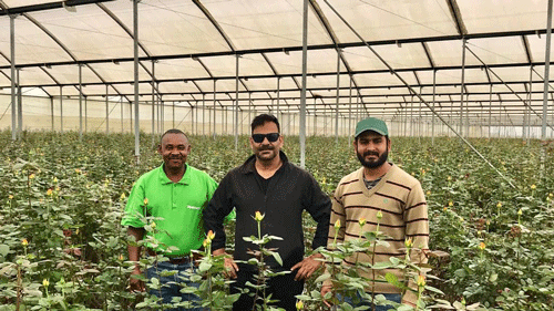 Shades Horticulture Limited; Growing Supreme Roses biologically
