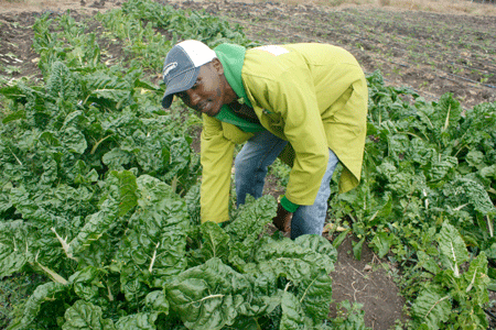 A young farmer makes a fortune in growing vegetables
