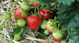 Chandler Strawberry farming, changing fortunes of a young farmer