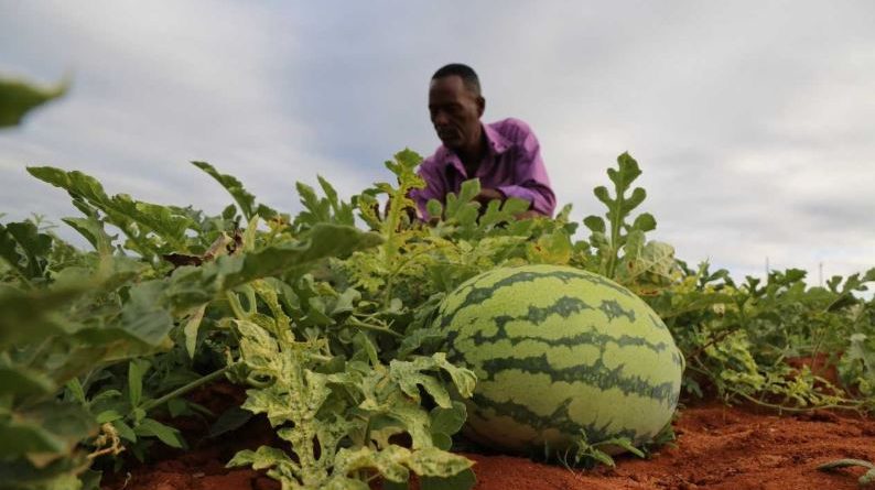 Collaboration and partnership: the only way forward for African agriculture