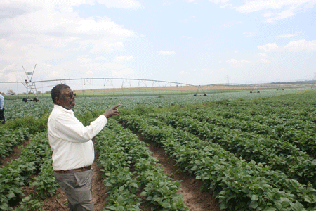 FRENCH BEANS PROPELLING KENYAN GROWERS TO PINNACLES OF GREATNESS