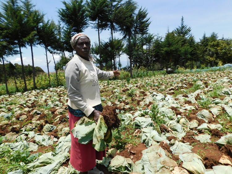 Vegetables farmer loses her cabbages to unknown people