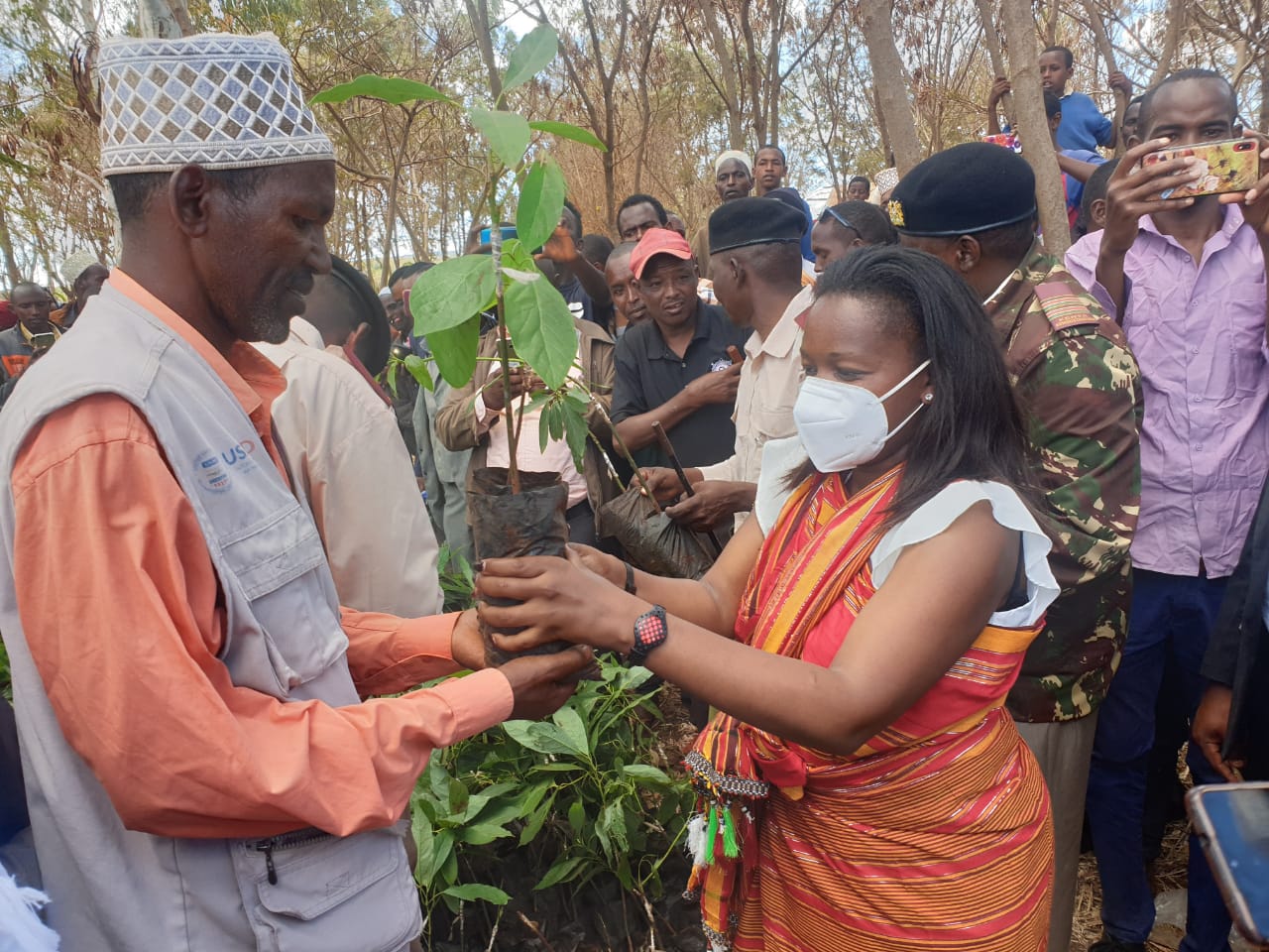 Government donates 5000 Hass avocado seedlings to households in Marsabit