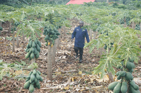 Peter Murekio, farming the underexploited Pawpaws profitably