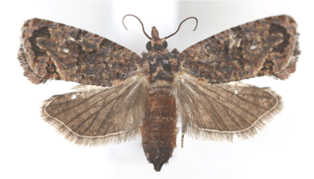 Be on the lookout for False Codling Moth & other caterpillars