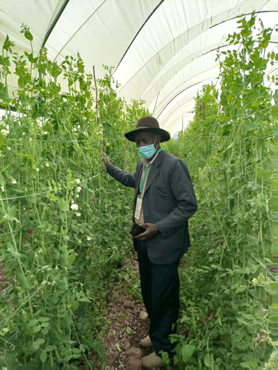 Snow peas the new cash cow crop for Njoroge a renown Runner Beans’ Farmer
