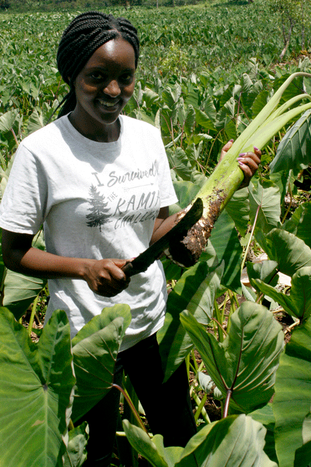 Arrowroot, the rich contents crop that is changing farmers fortunes in Kirinyaga County