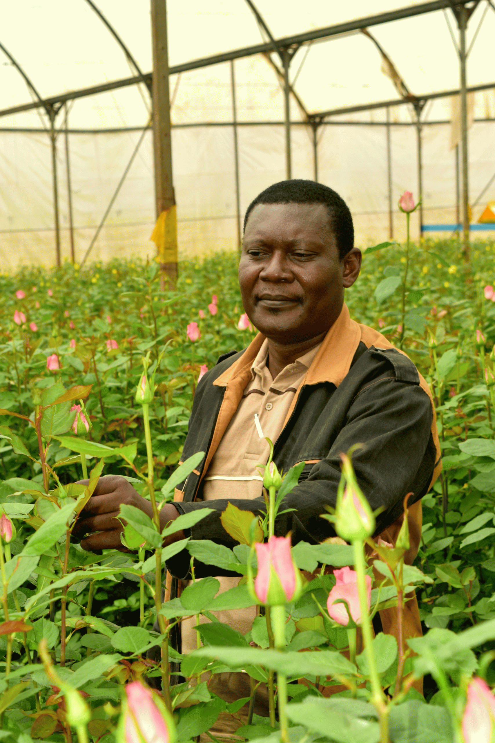 HANNA ROSES, also offering Grander potato seeds & avocado seedlings