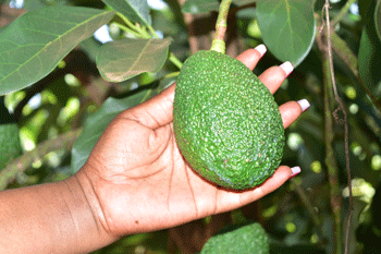 Advancing technology for avocado production in Kenya