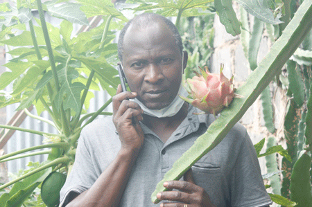 The growing appetite for dragon fruit among Kenyan farmers and consumers