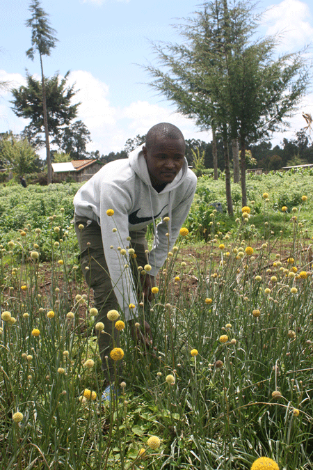 Inside Kenya’s nascent summer flower revolution