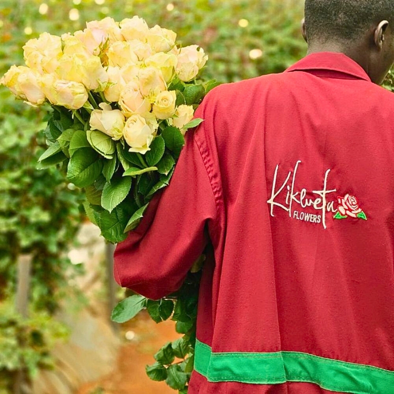 Kikwetu Flowers; 5 Years of Producing Timeless Roses with Love