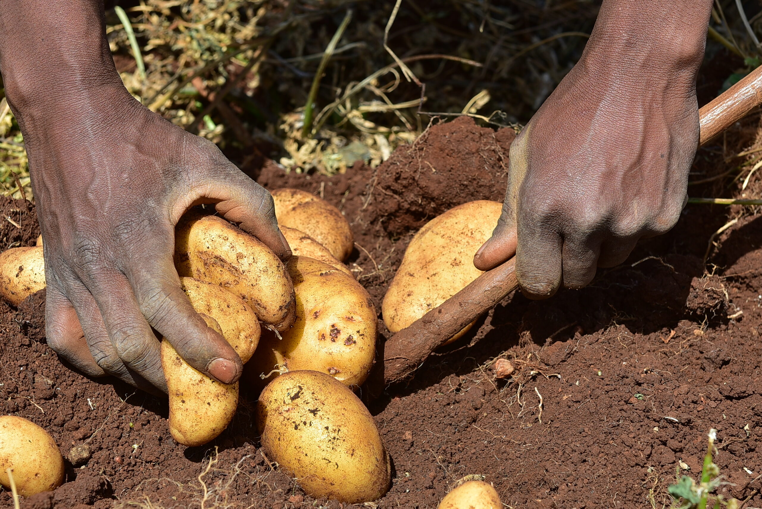 Bayer, Solynta Partner to Supply ‘True Potato Seeds’ in Kenya & India