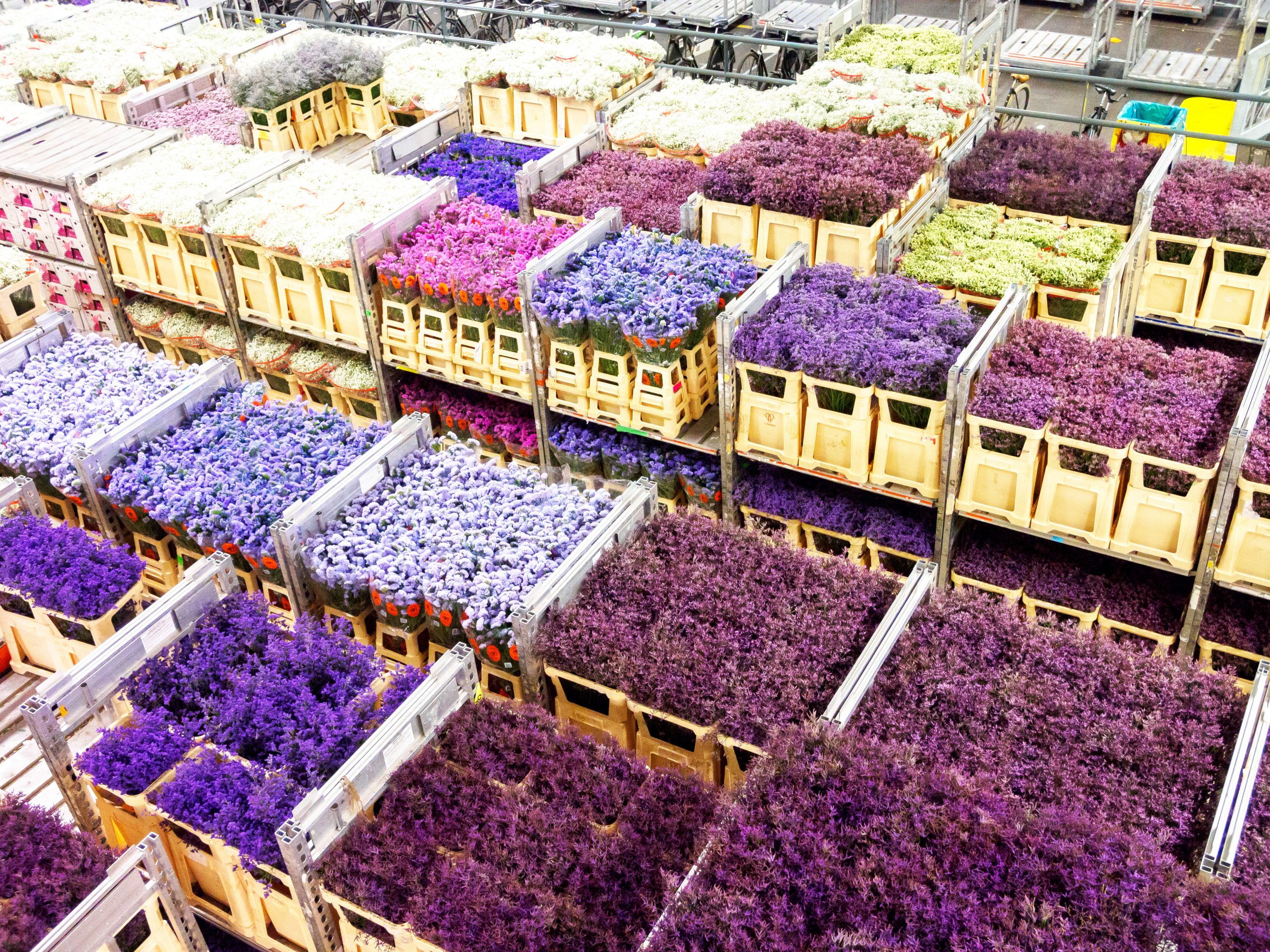 Kenyan flower exporters navigate Auction and Direct sales options